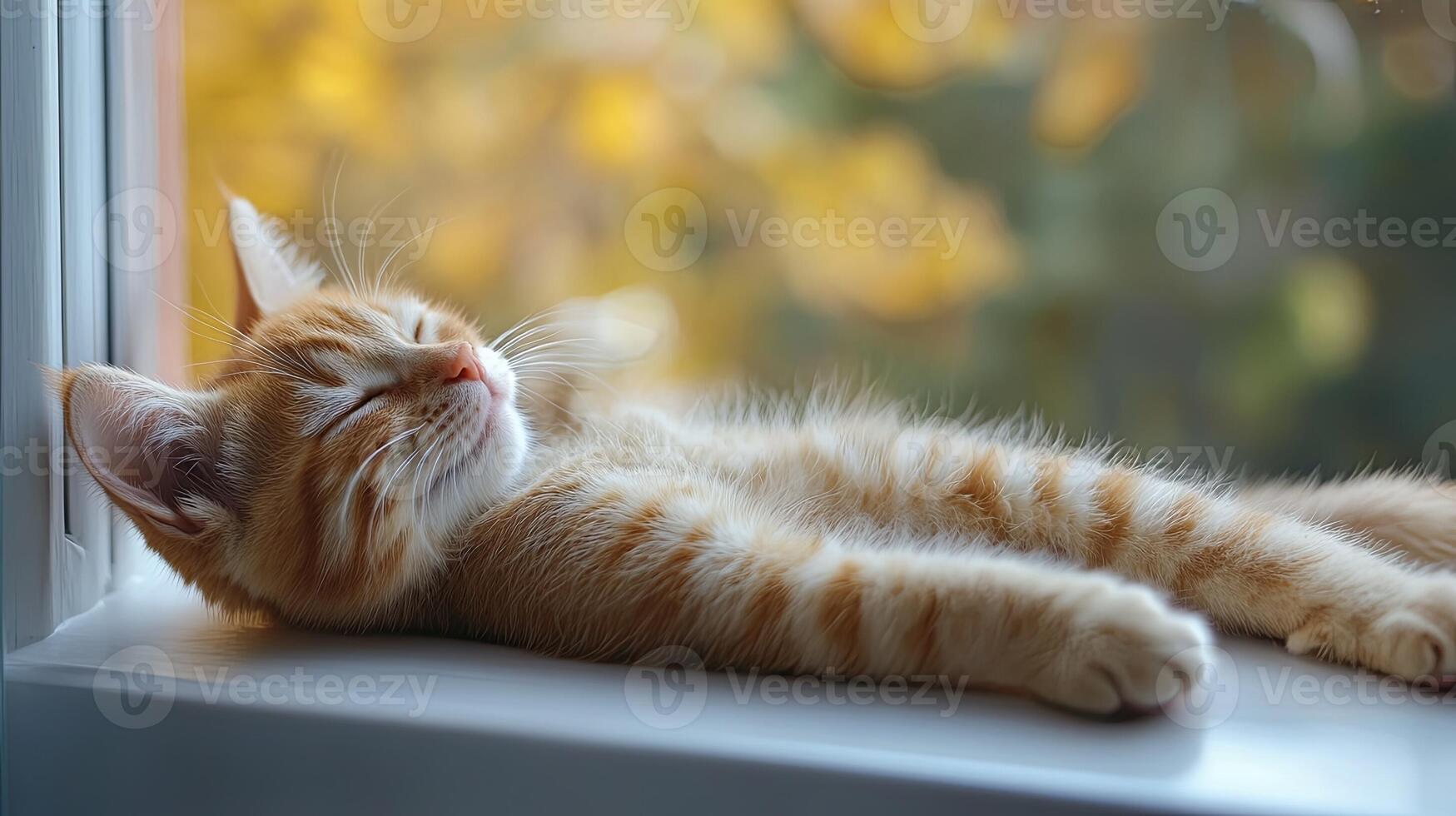 Cozy Cat Relaxing on Window Sill photo