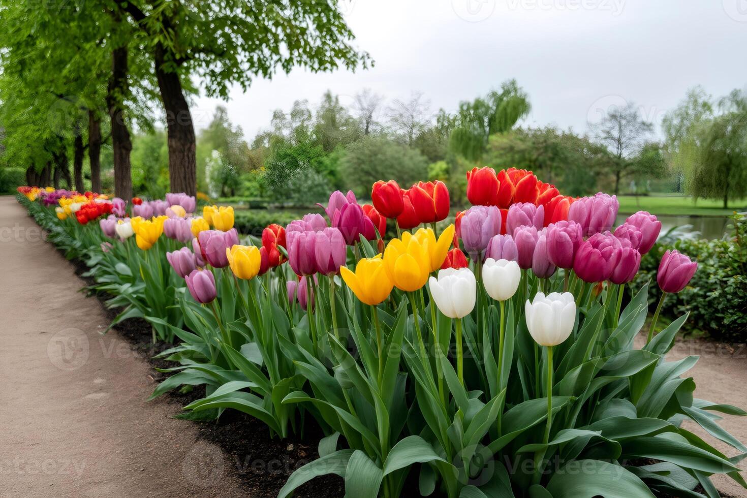 Colorful tulips growing in a line along a path in a park photo