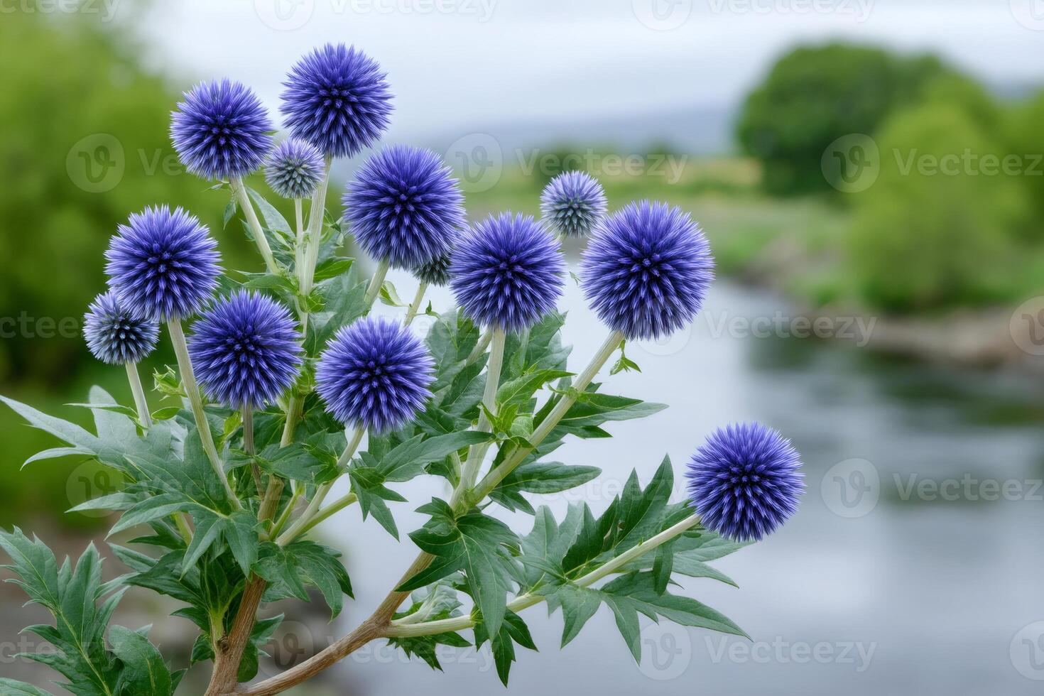 Globe thistles blooming near a river in summer photo