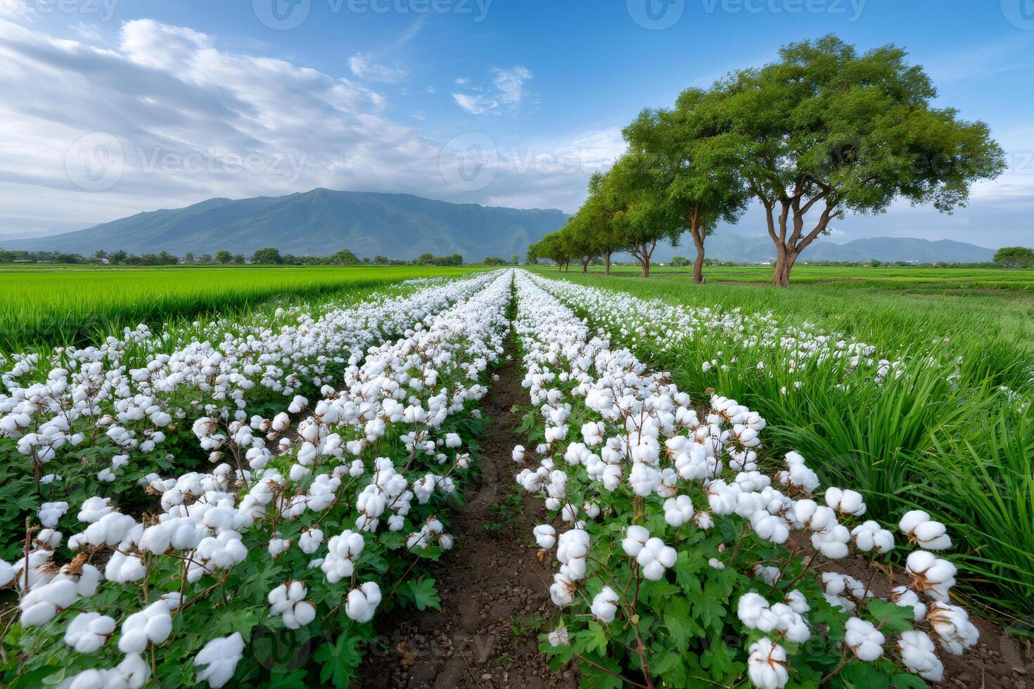 Cotton plantation growing in a field with mountain landscape in the background photo