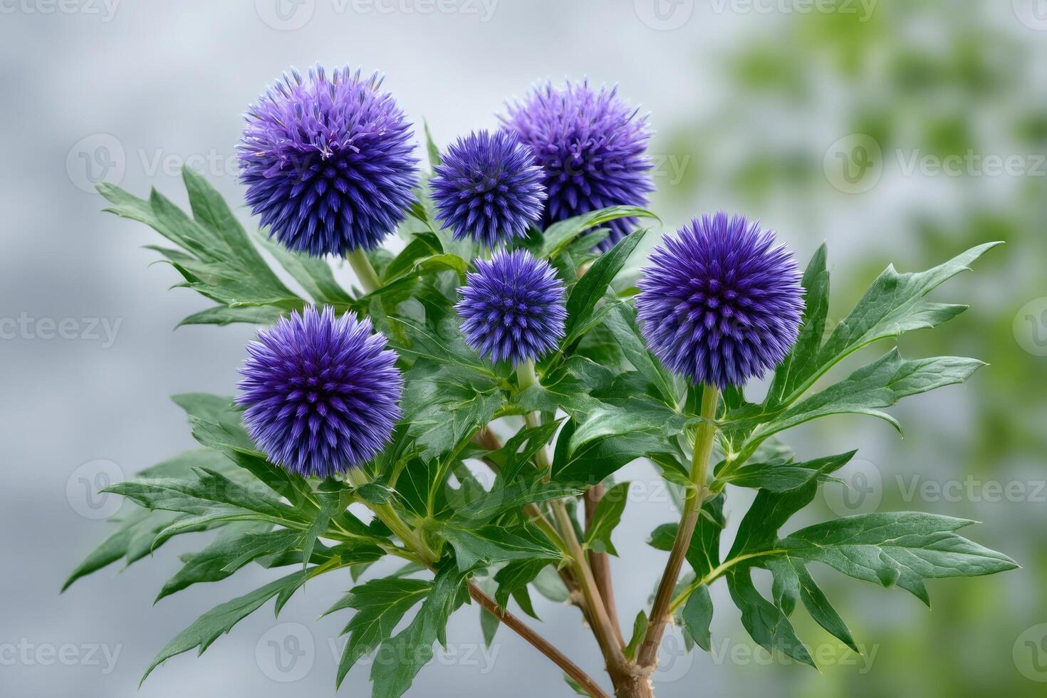 Globe thistle flowers blooming in a garden photo