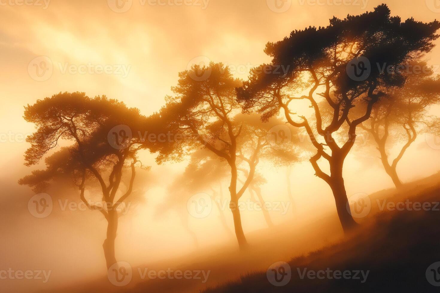 Golden sunrise illuminating foggy forest with pine trees photo