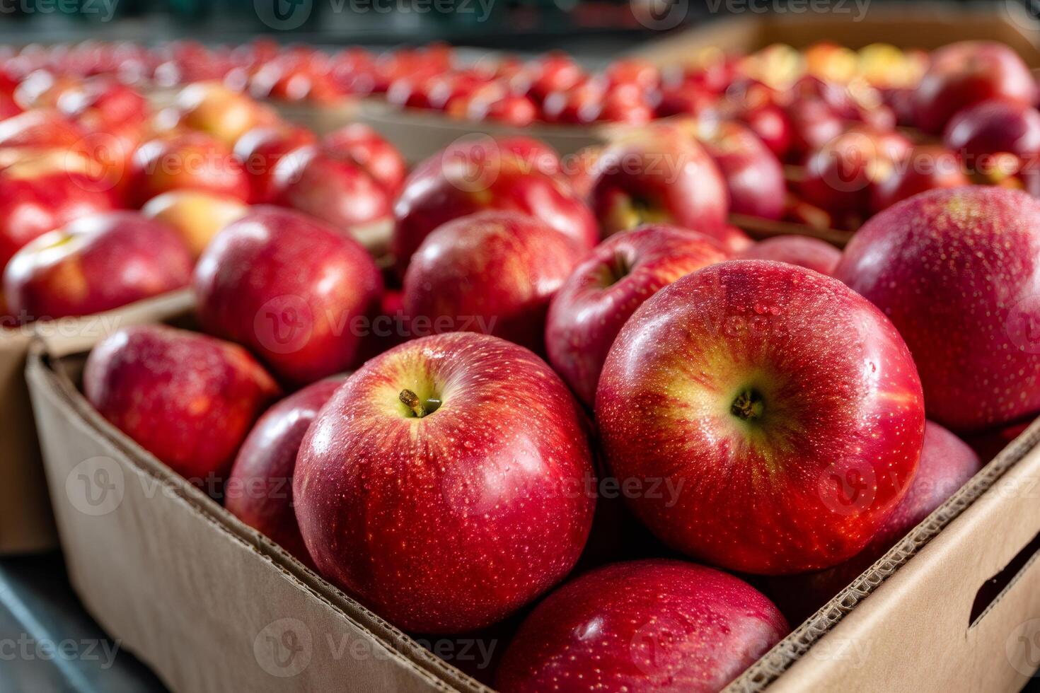 Freshly harvested red apples waiting for sorting and packaging in cardboard boxes photo