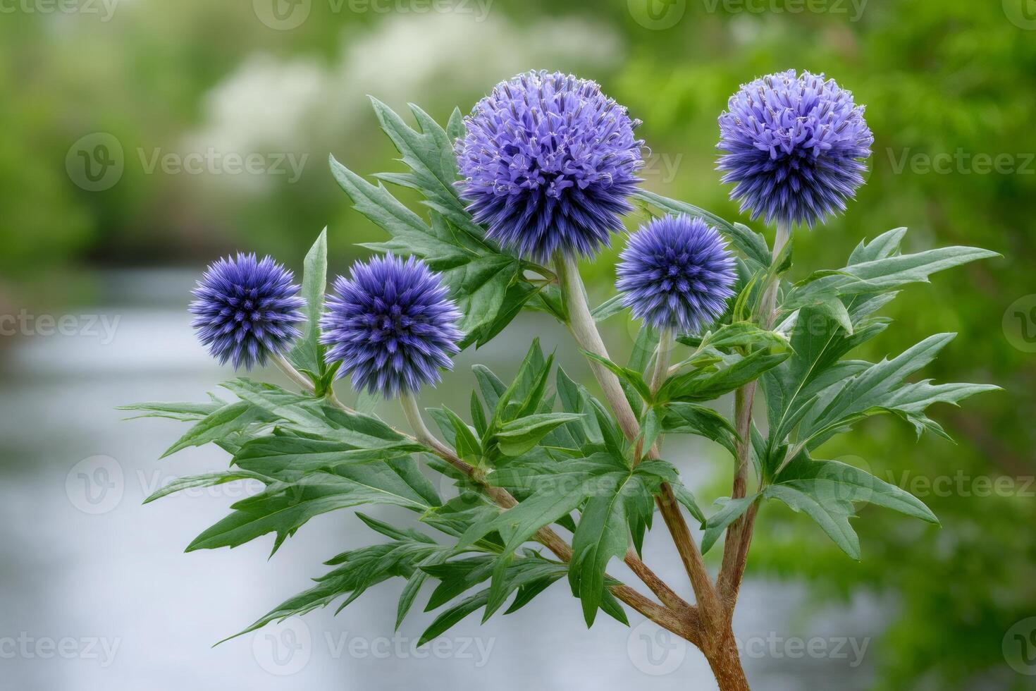 Globe Thistle blooming near a river in spring photo