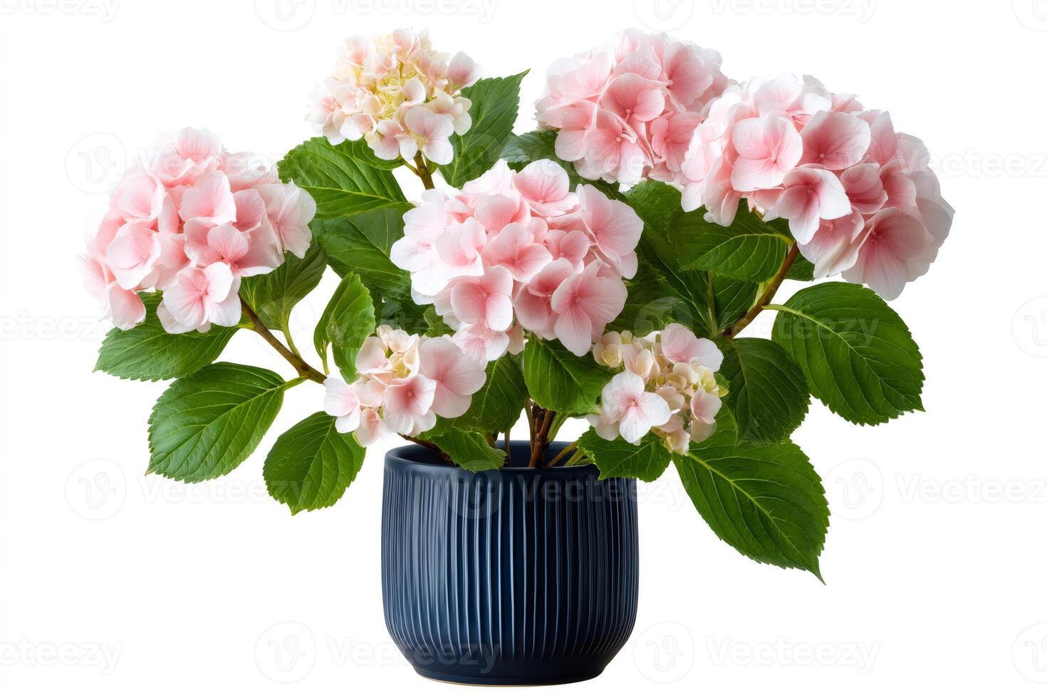 Pink hydrangeas blooming in a dark blue vase photo