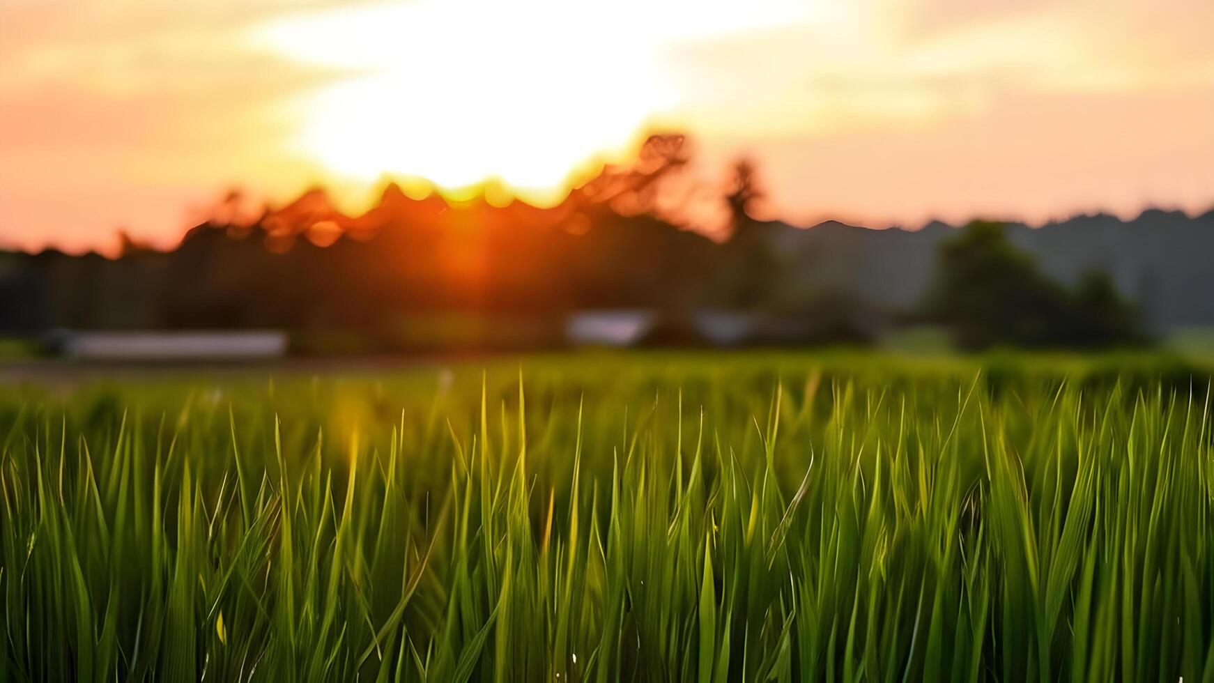 Green fields Close-up photo