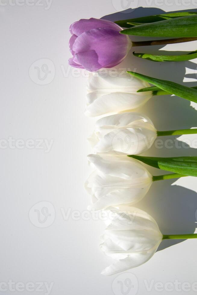 A lovely display of one purple tulip alongside four white tulips resting on a light surface, emphasizing the colors of spring photo