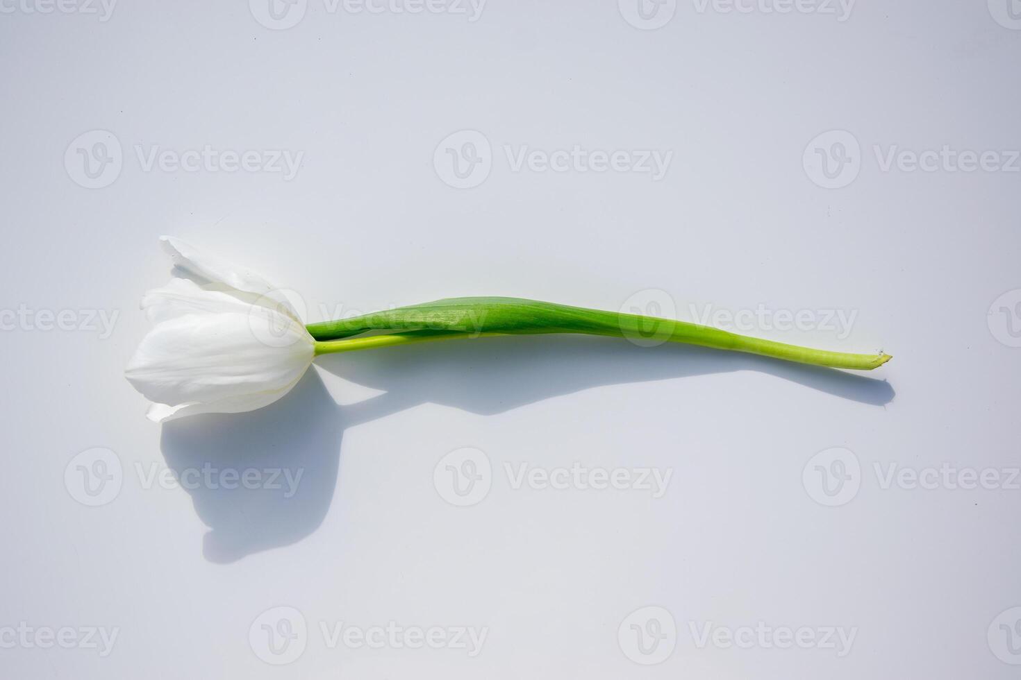 A single white tulip lies elegantly on a light background, highlighting its graceful form and simplicity captured in gentle light photo