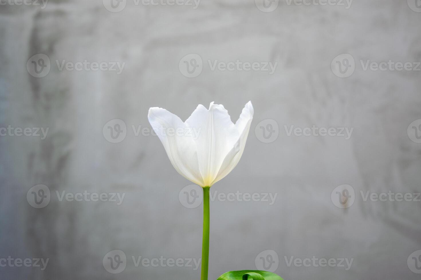 Delicate white tulip stands tall, showcasing its elegance against a textured grey wall in a calm environment photo