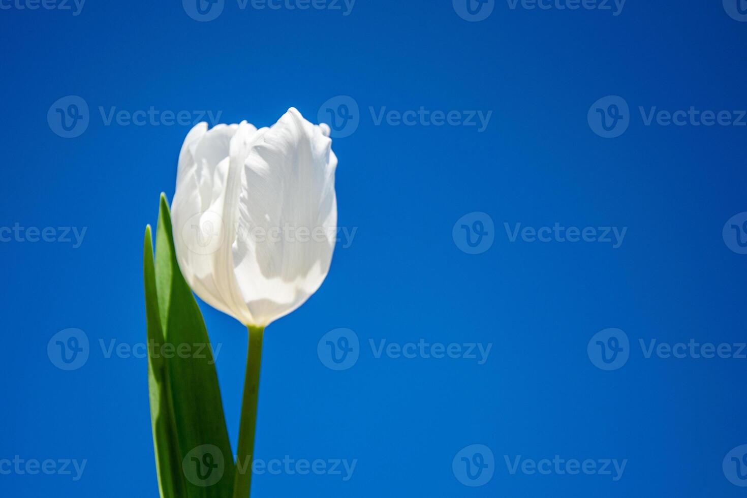 A single white tulip stands tall with green leaves, illuminated by bright sunlight under a vibrant blue sky during springtime photo