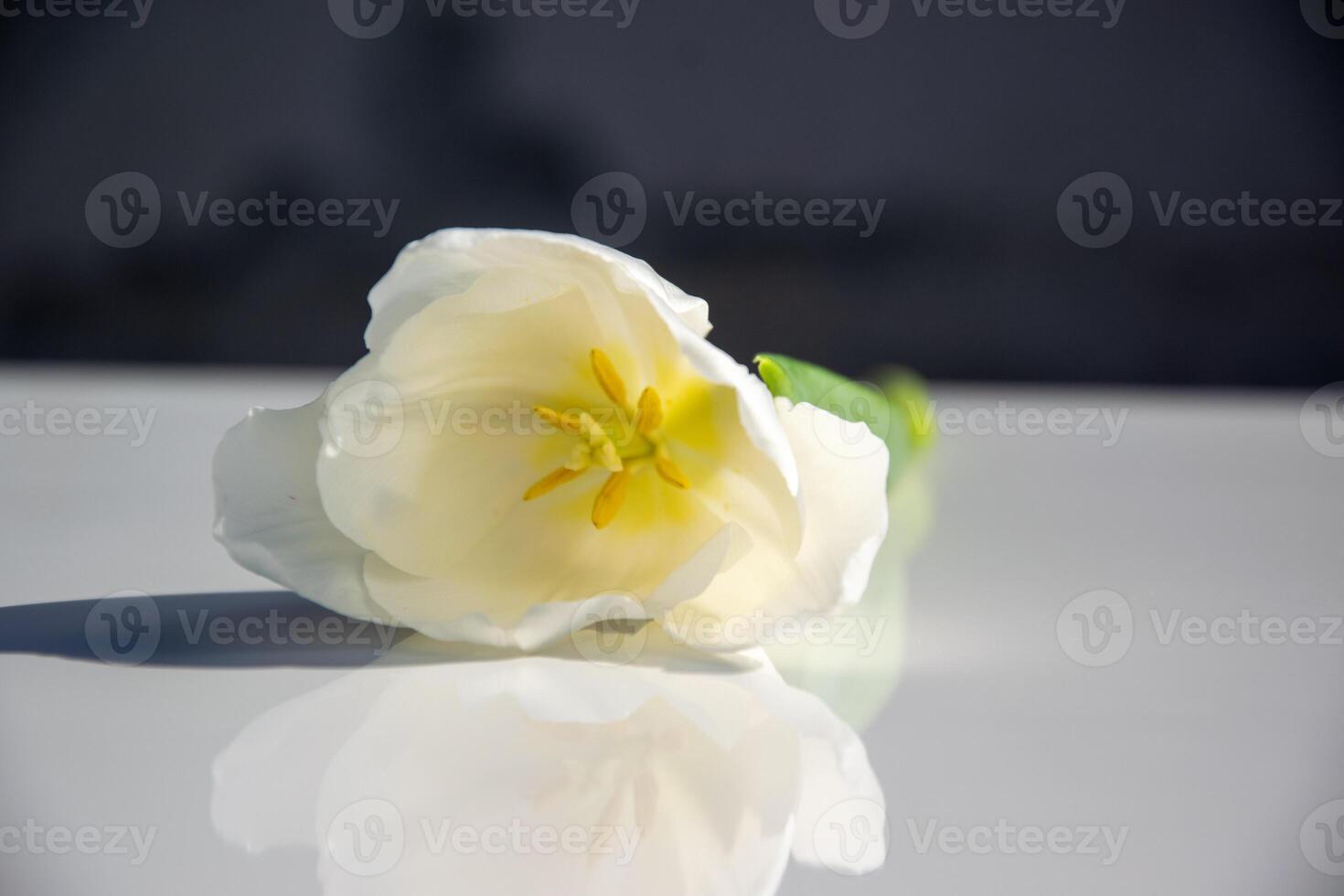 A white tulip rests on a glossy surface, catching sunlight that highlights its vibrant yellow stamen and soft petals photo