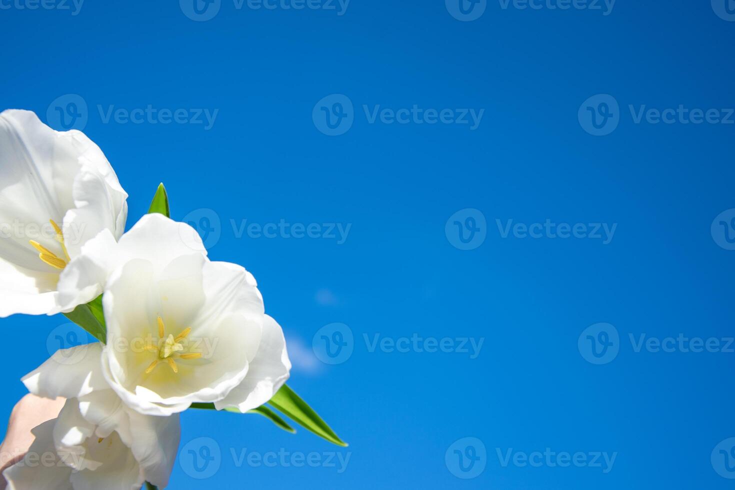 Bright white flowers contrast beautifully against a clear blue sky on a sunny day, showcasing the beauty of spring blooms photo