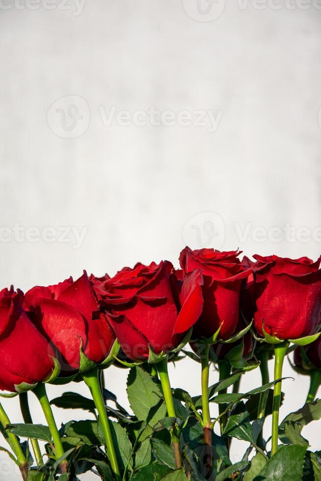 A bouquet of vibrant red roses is displayed, showcasing their elegance and freshness against a light background in natural sunlight photo