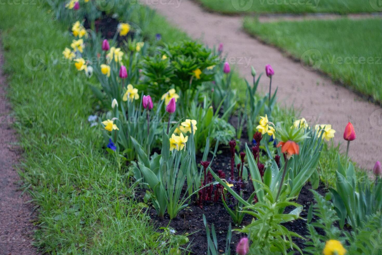 Vibrant spring garden with yellow daffodils and pink tulips photo