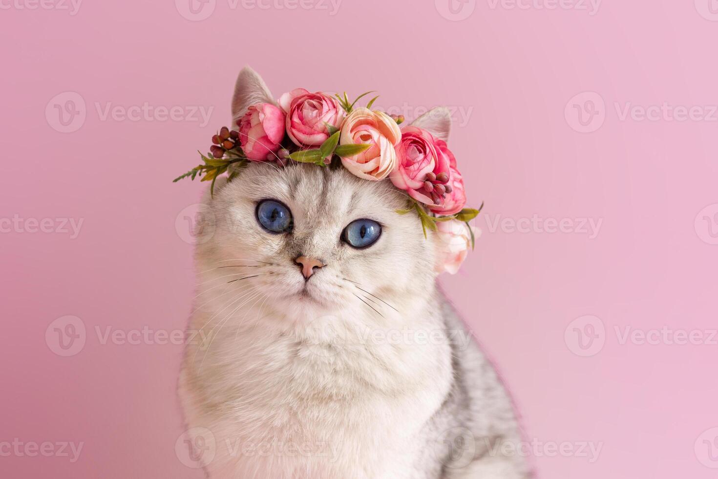 Beautiful white british cat wearing a crown of flowers on a pink background photo