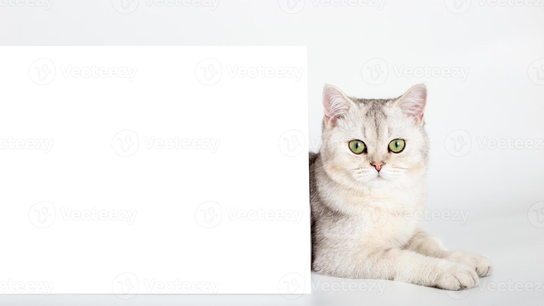 Beautiful white British cat with horizontal postcard on white table background mockup. photo