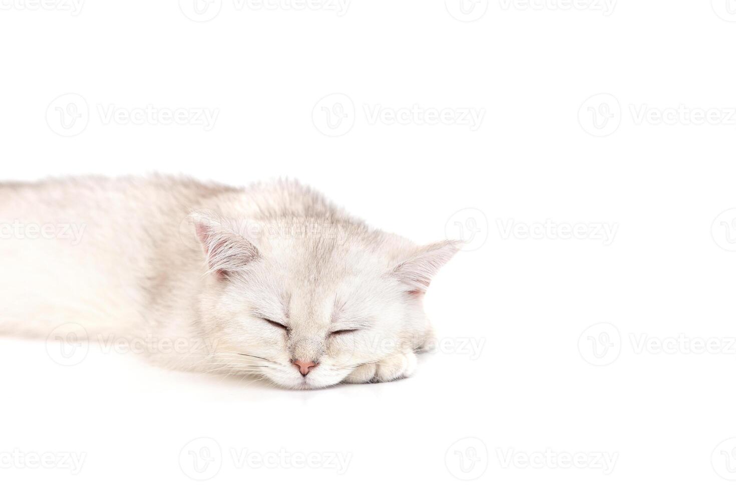 Cute white kitten sleeping on a white background photo