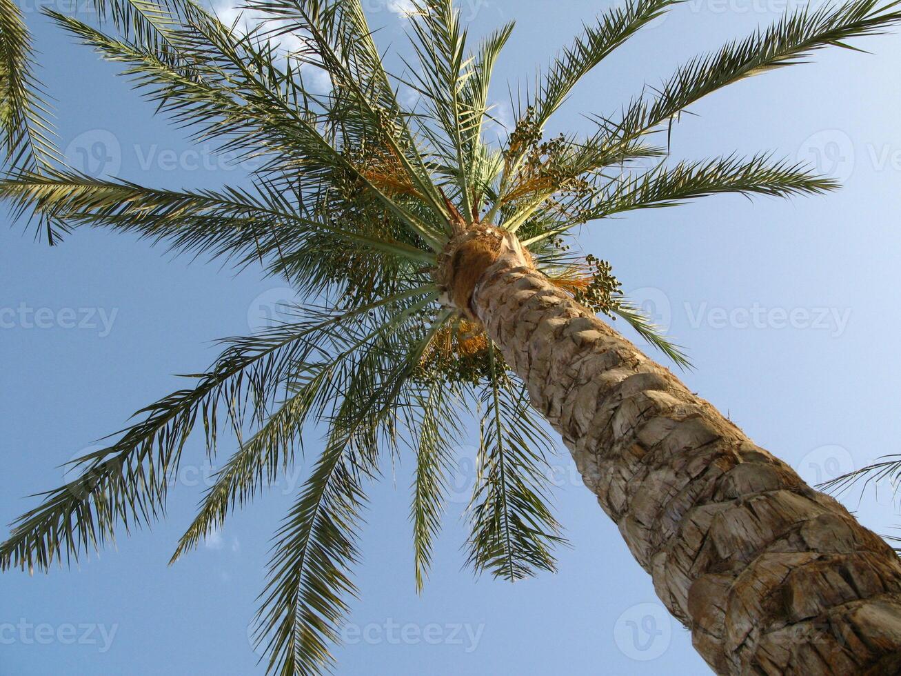 Looking up at a tall palm tree against a clear blue sky photo