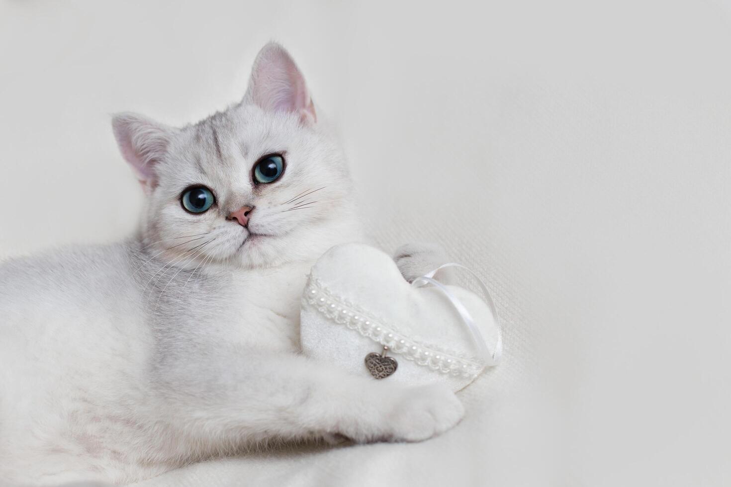 Cute white British kitten on a white knitted blanket, with a white textile heart, holds in its paws photo
