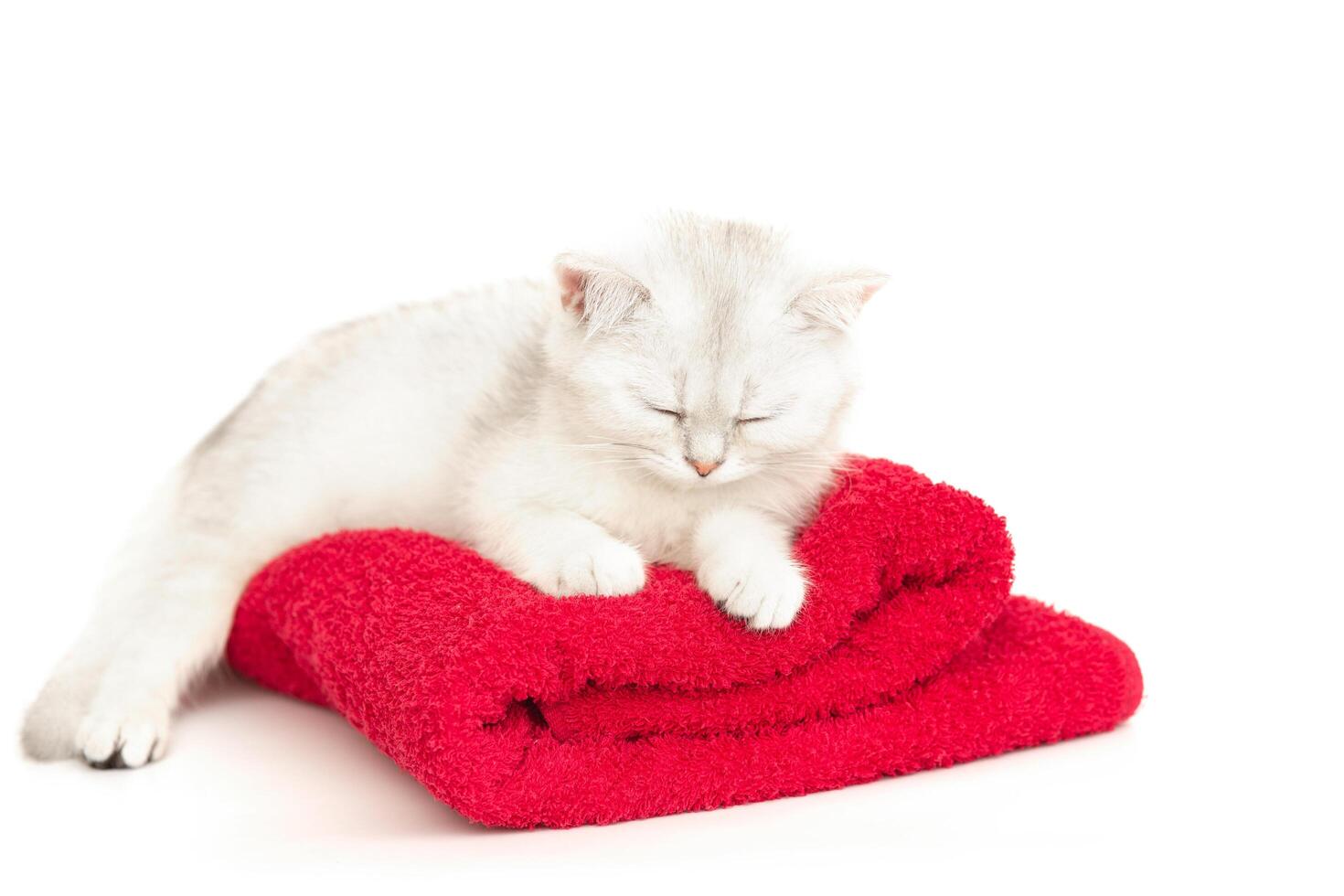 A cute white with gray kitten sleeping on a red towel on a white background photo