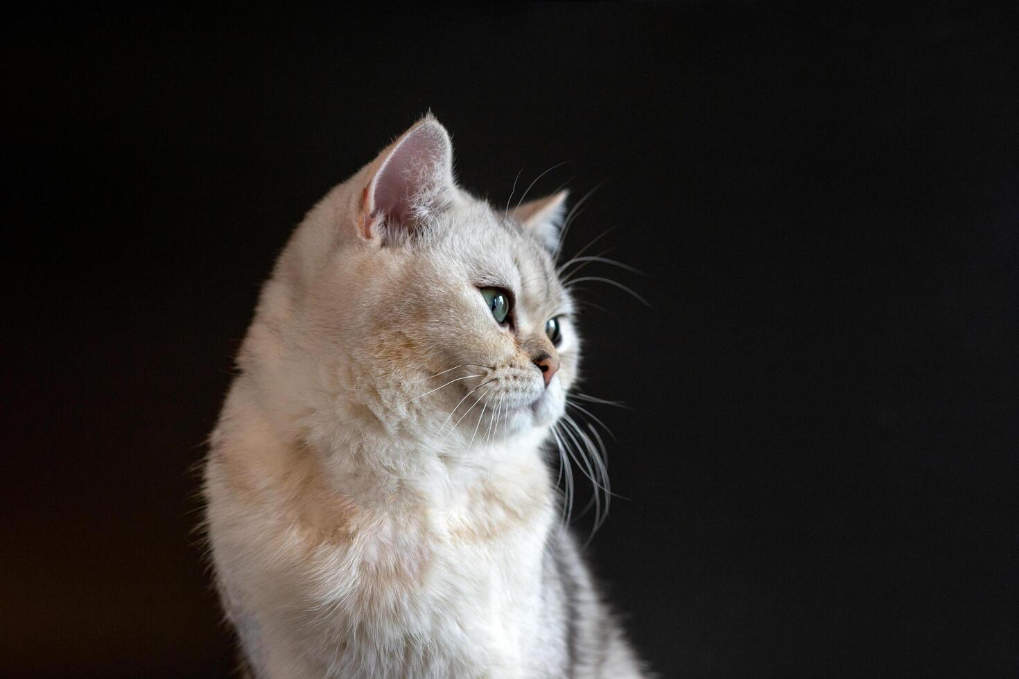 Portrait of a white British cat, chinchilla color, with adorable gray eyes on an isolated black background photo