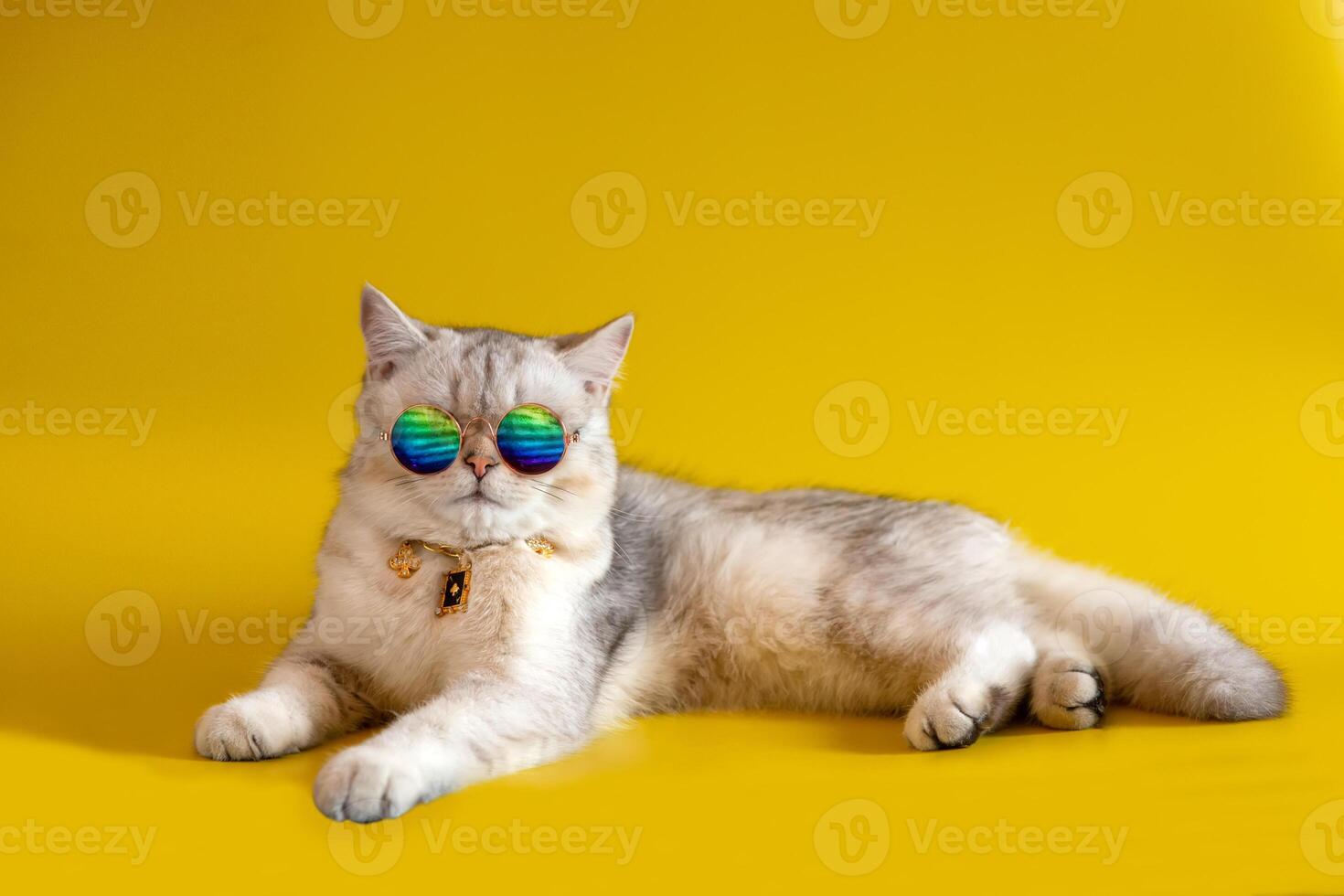 White British cat wears gold sunglasses lies on an yellow background. photo