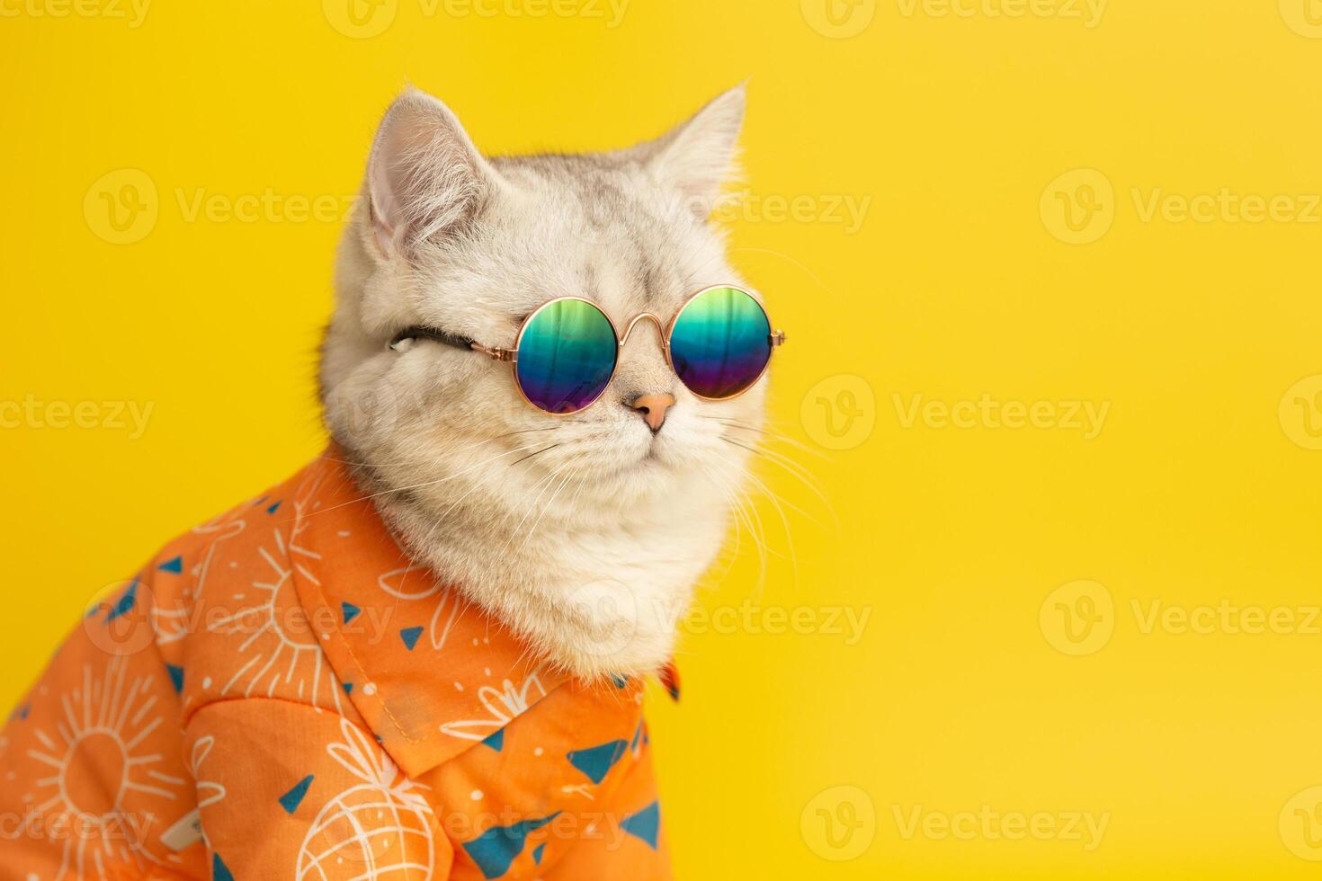 White british cat are wear sunglass, orange shirt in concept summer on the yellow background. photo
