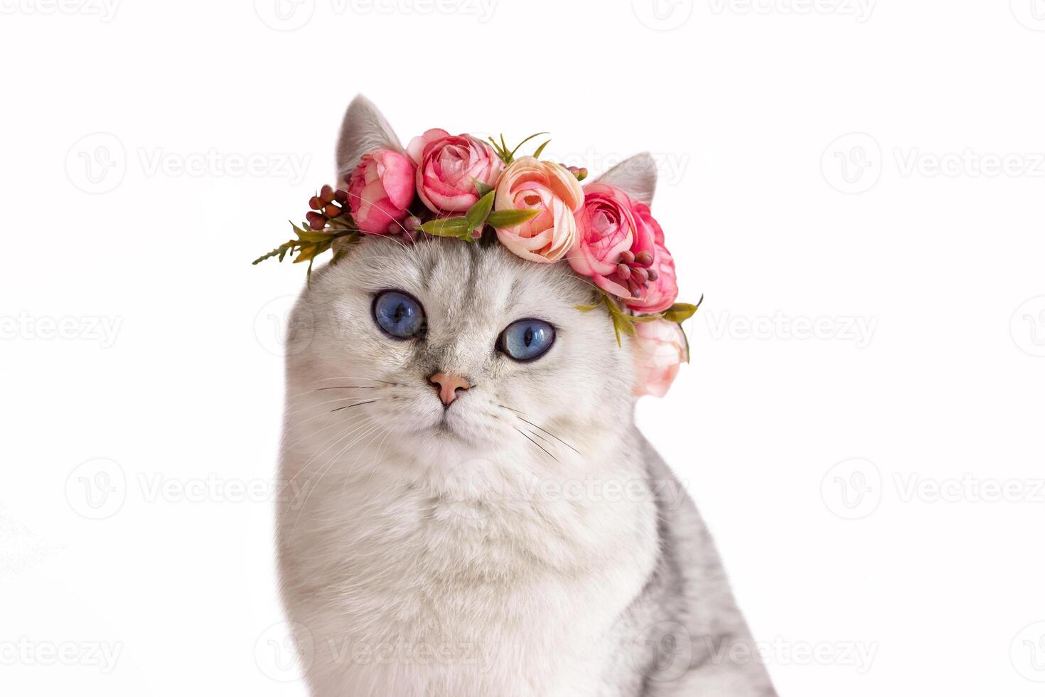 Beautiful white british cat wearing a crown of flowers on a white isolated background photo