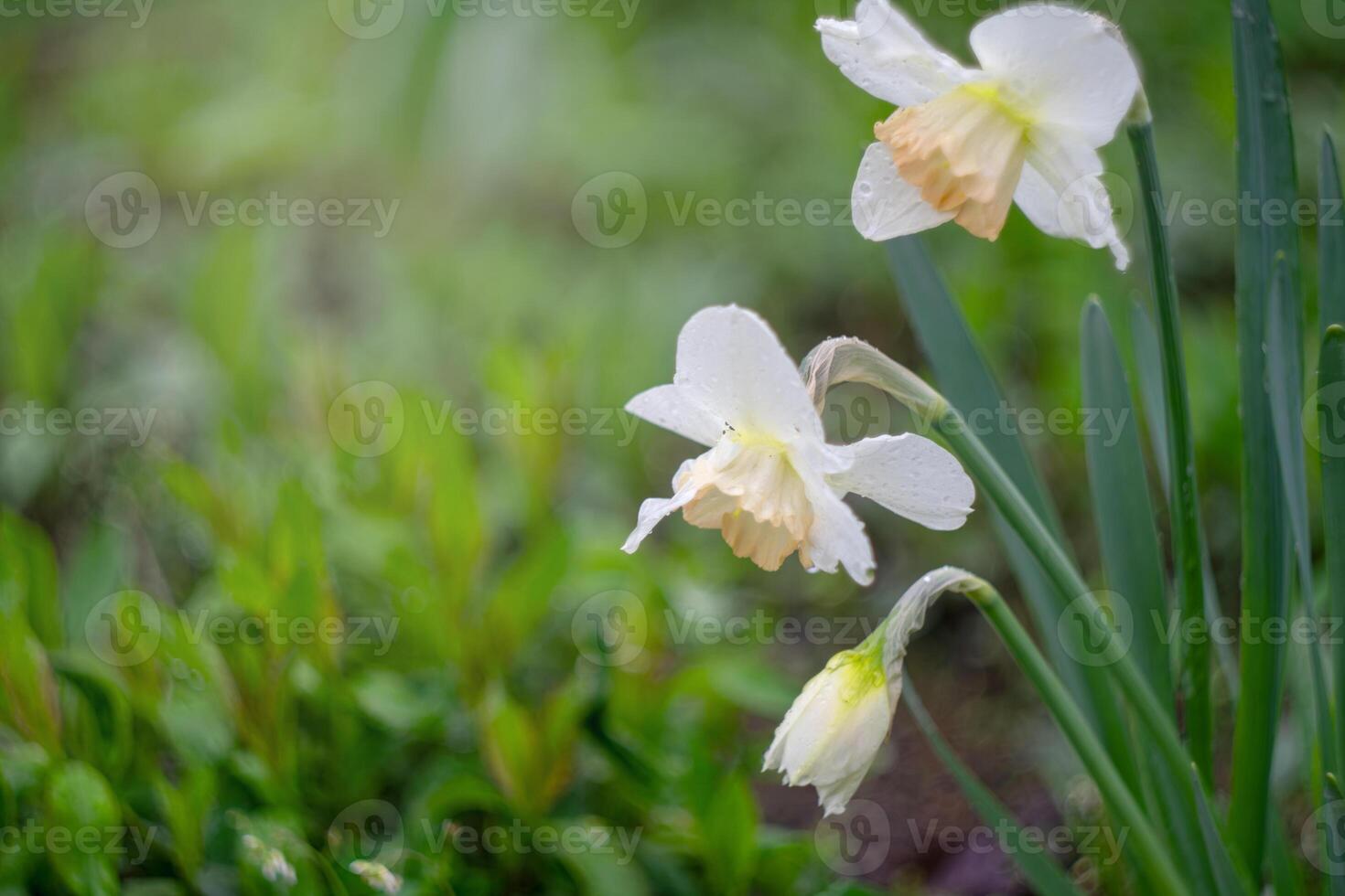 White daffodils with dew in lush green garden photo