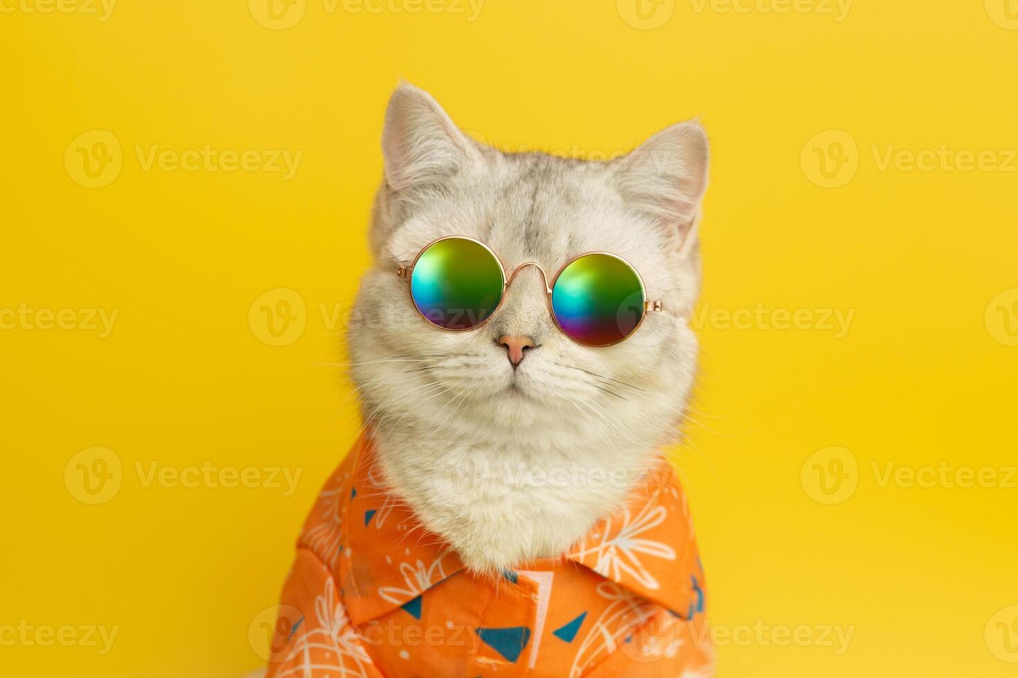 Portrait of white british cat are wear sunglass and shirt in concept summer on the yellow background. photo