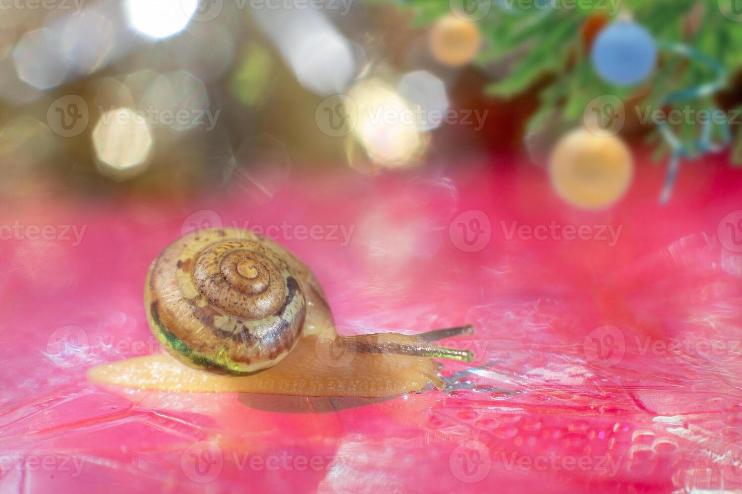 Macro Photography golden little snail on shiny pink with Christmas bokeh. photo