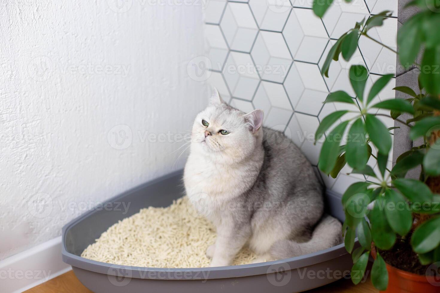 A relaxed white cat sits in a plastic corner tray with a light lumpy natural filler photo