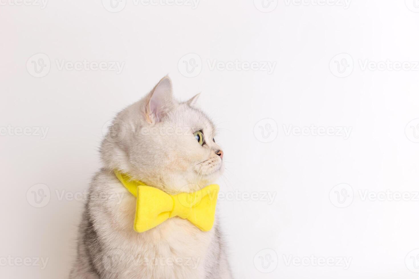 Profile a charming white cat in a yellow bow tie on a white background looks away. photo
