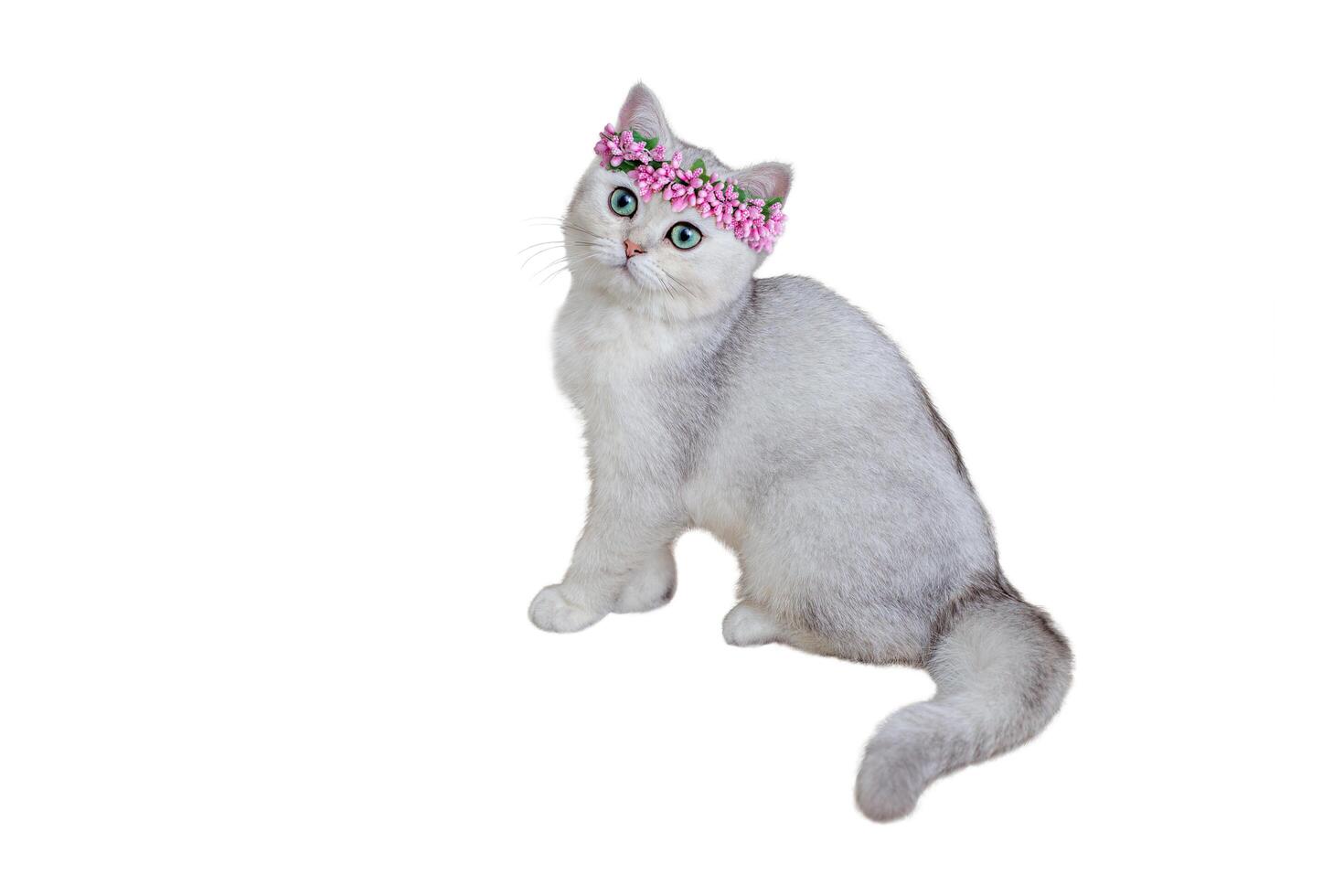 Beautiful gray kitten 5 months old British breed in a pink flower crown sitting on a white background. photo