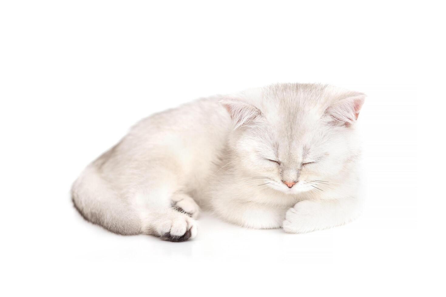Adorable white with gray British kitten asleep on a white background. photo