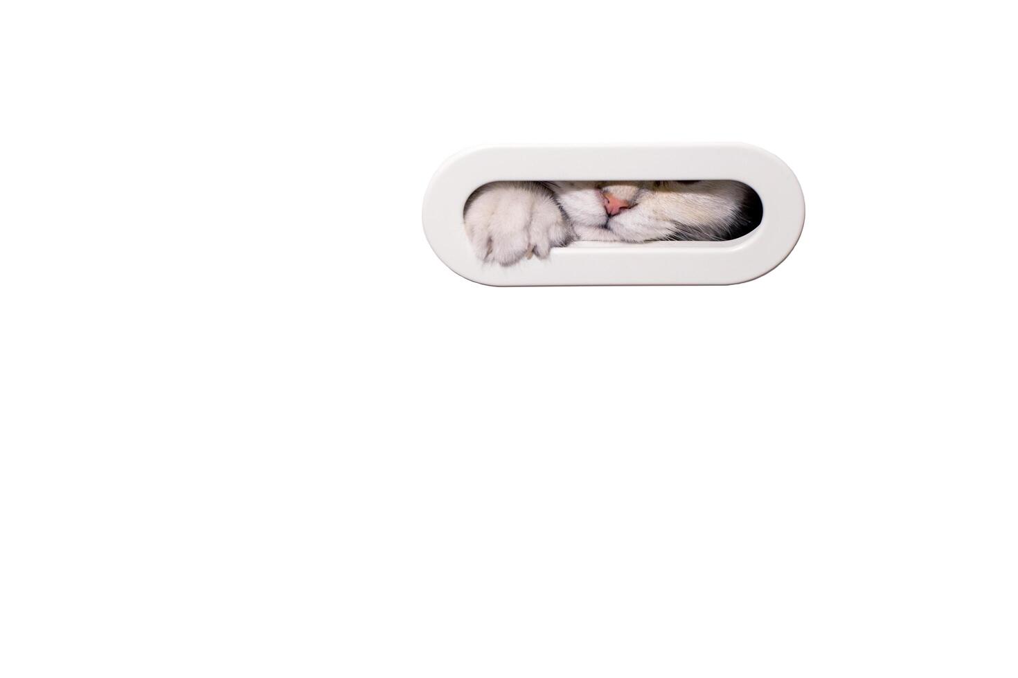 Funny nose and white cat paw sticking out of a crack in a white cardboard box. photo