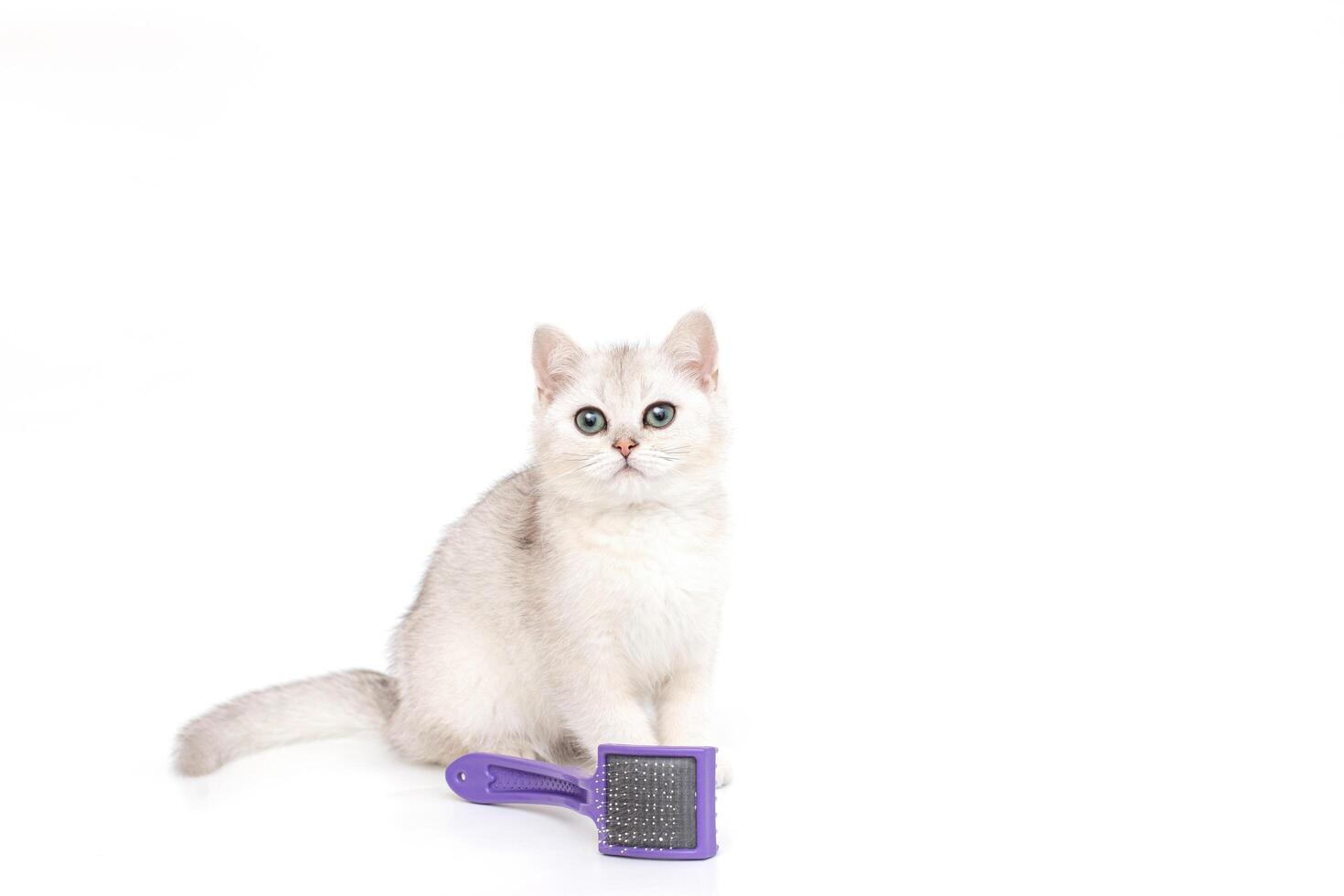 White beautiful kitten of British breed sits on a white background, next to a purple comb for wool. photo