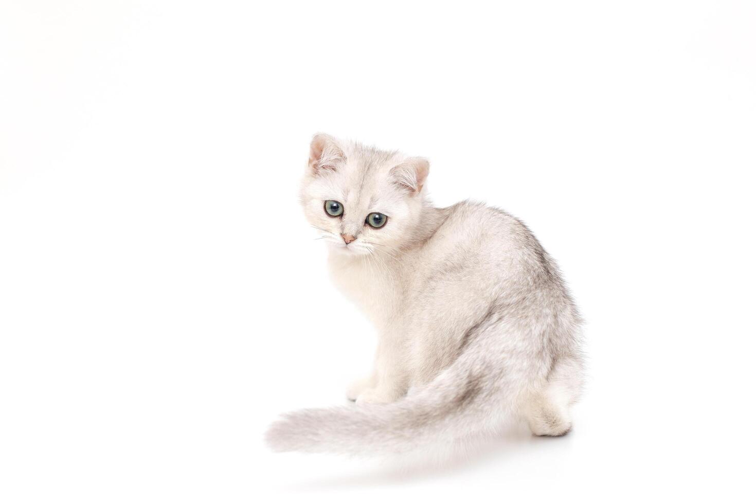 Cute beautiful kitten of British breed sits on a white background. photo