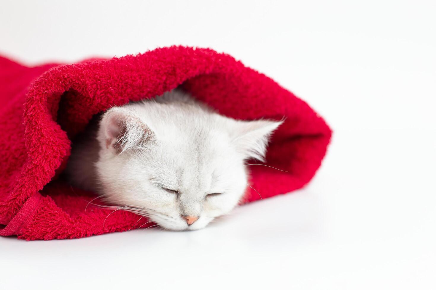 Close up cute white kitten sleeping in a red towel on a white background photo
