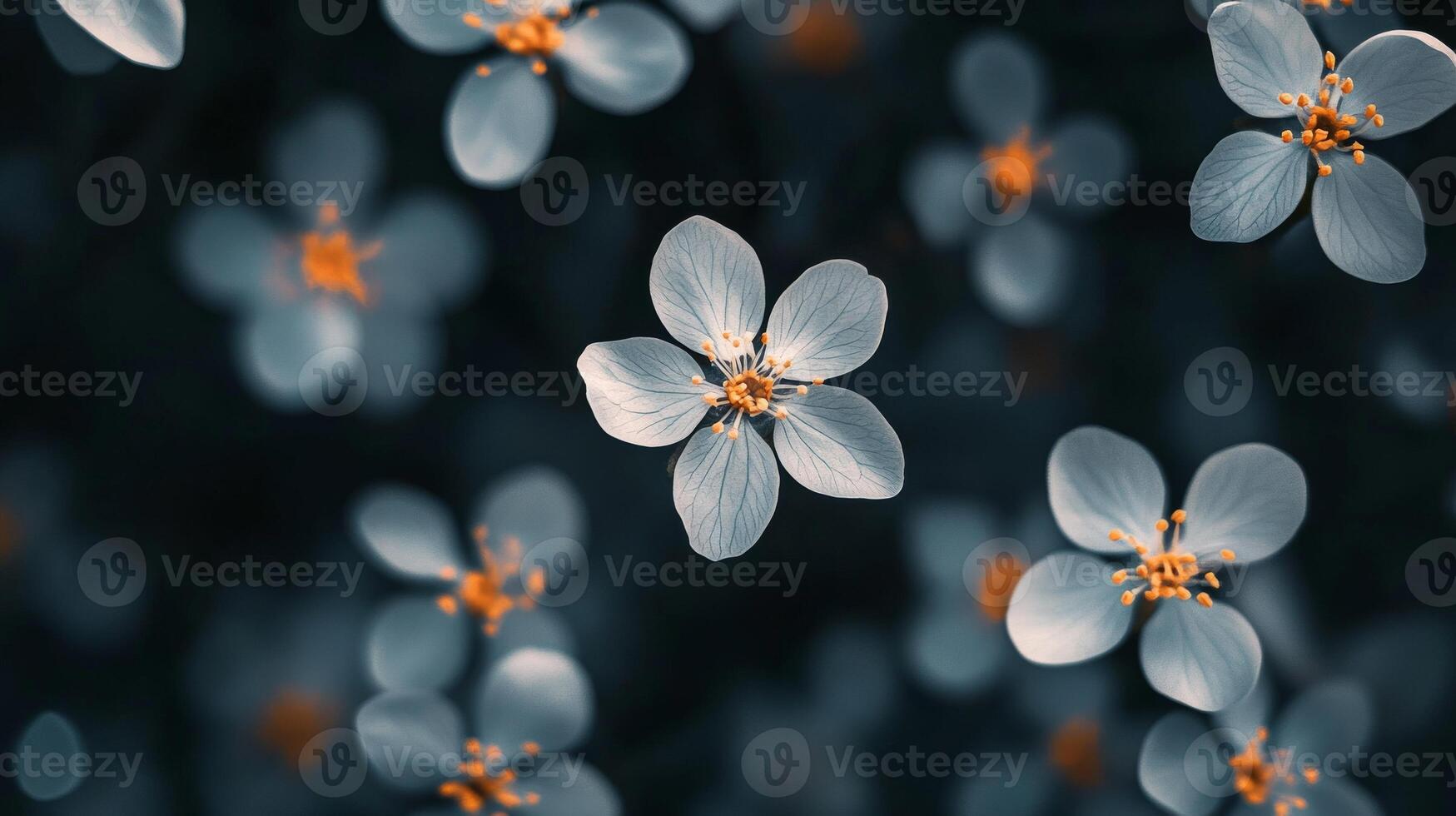Close-up of delicate white flowers with orange centers in soft focus photo