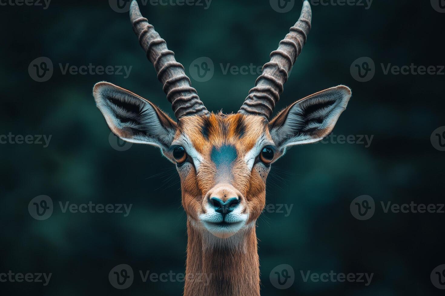 Majestic gazelle portrait with curved horns against dark background photo