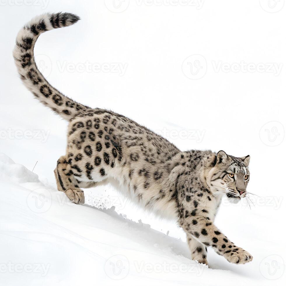 A snow leopard mid-jump with its powerful legs extended, tail arched for balance, and its thick spotted fur detailed against a white background photo
