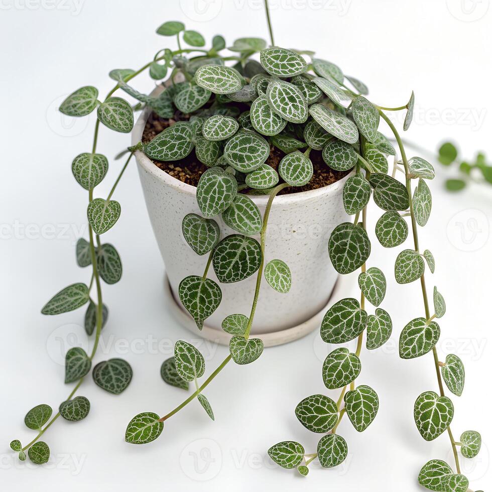 A String of Turtles plant with trailing vines of tiny, displayed in a small, round, matte white pot photo