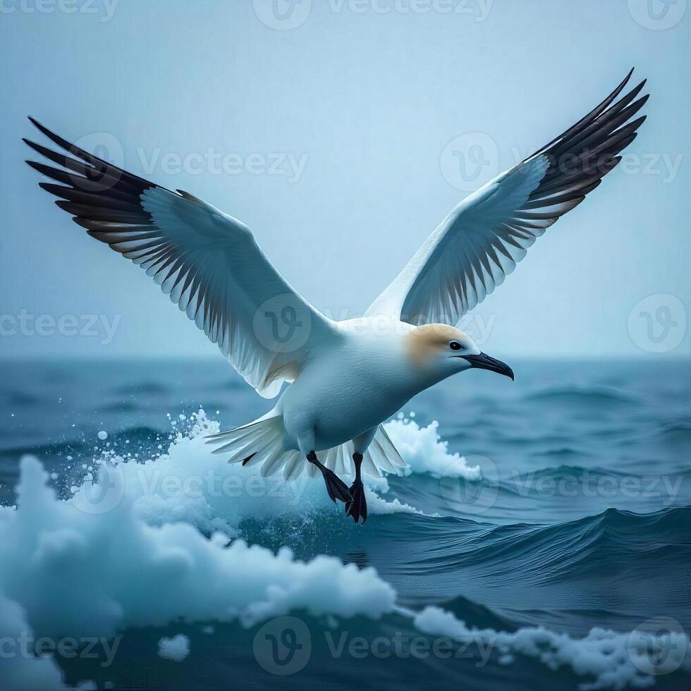 A white gannet with black tipped wings flying over the ocean with whitecaps, blue sky background photo