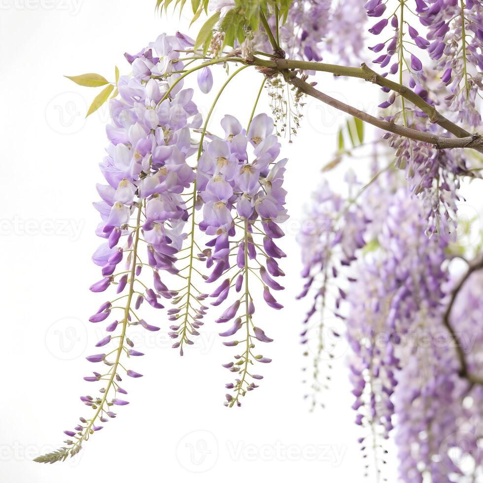 Wisteria, isolated on a white background photo