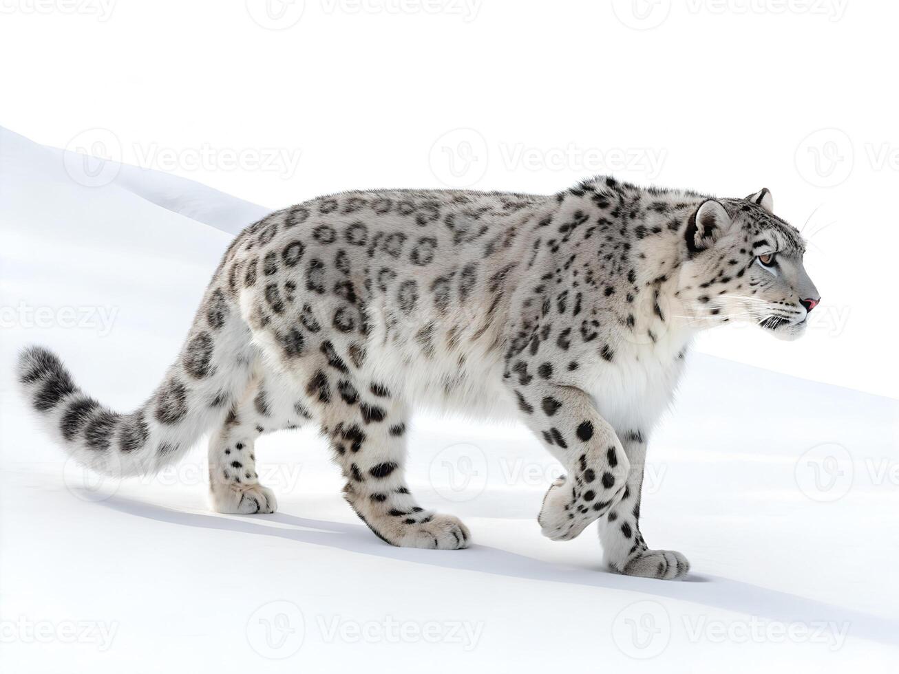 Snow Leopard walking, isolated on a white background photo