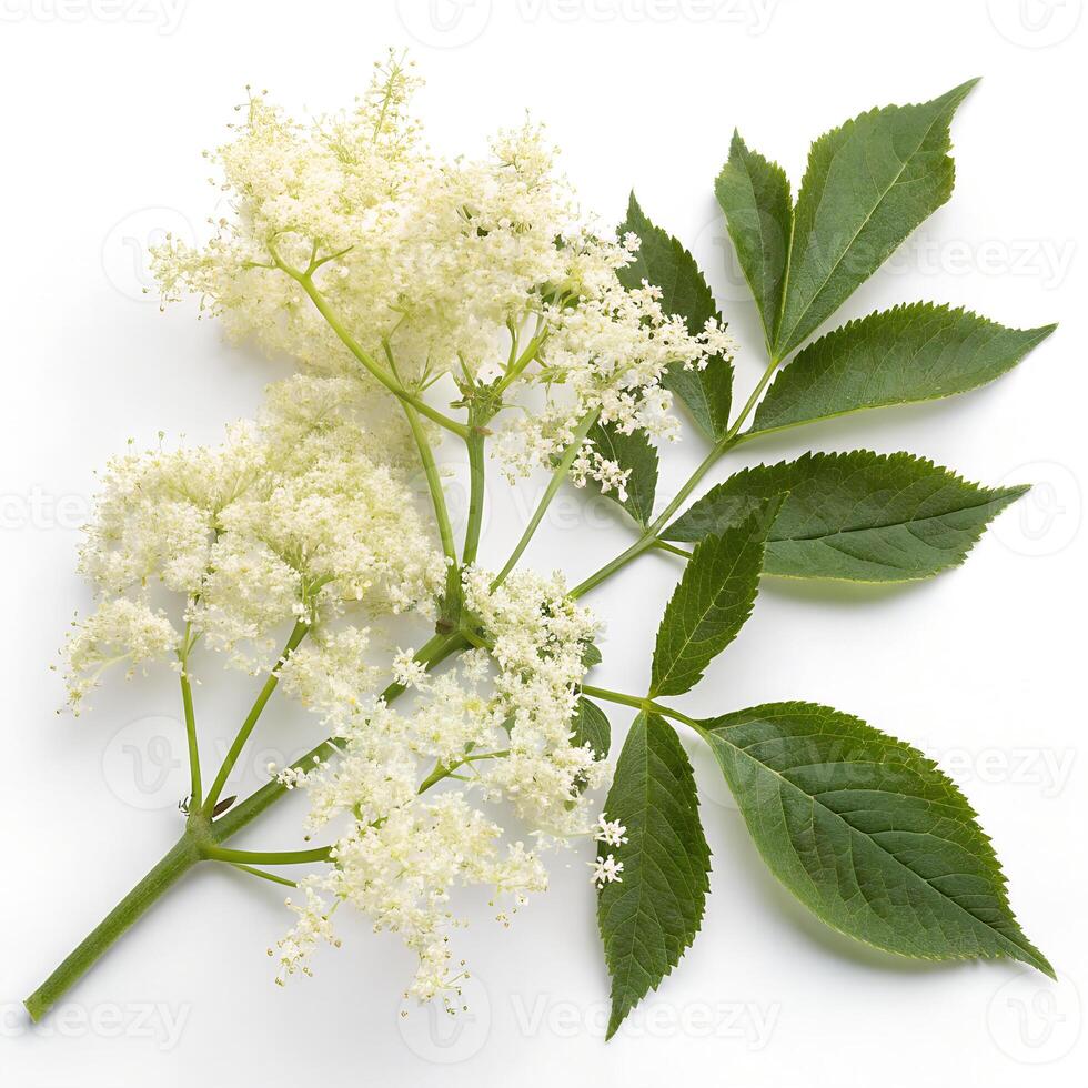 Close-up of a Elderberry, Isolated on a White background photo