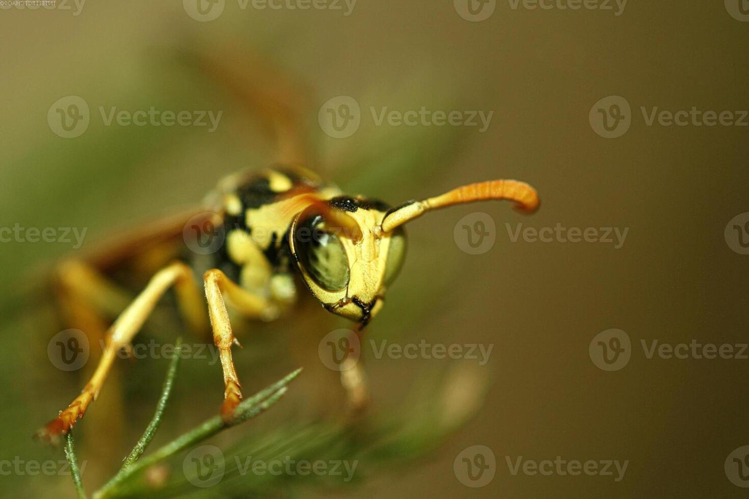 Honey bee, wasp or hornet close view. Insect in the natural habitat , creative wallpaper photo