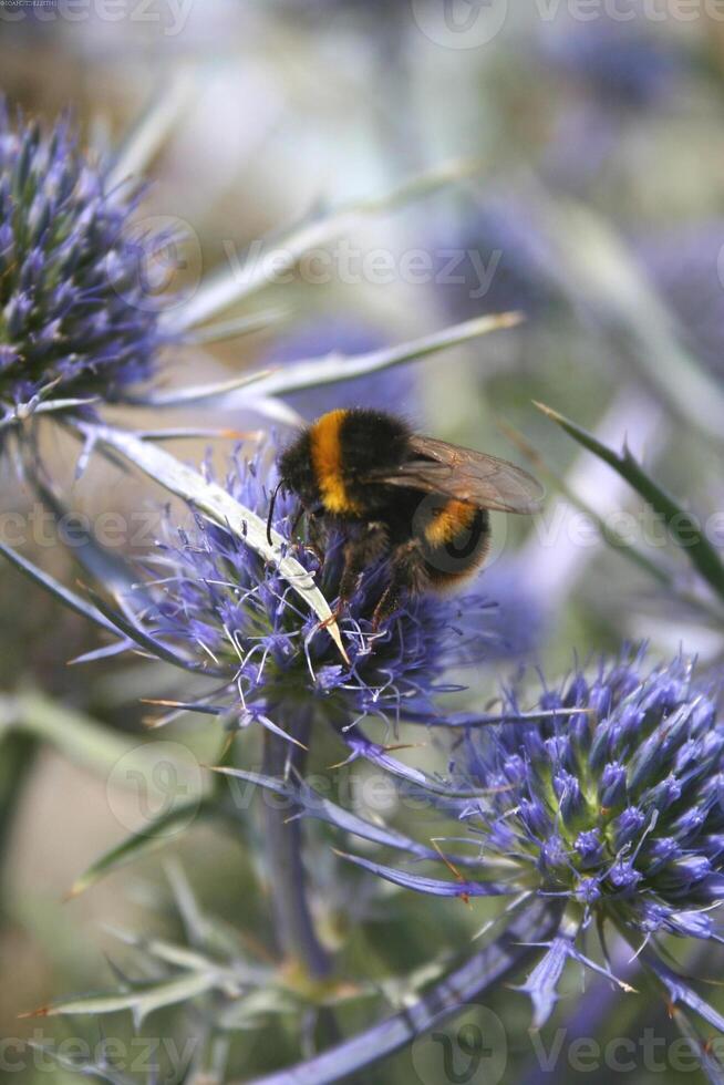 Honey bee, wasp or hornet close view. Insect in the natural habitat Version 13 photo