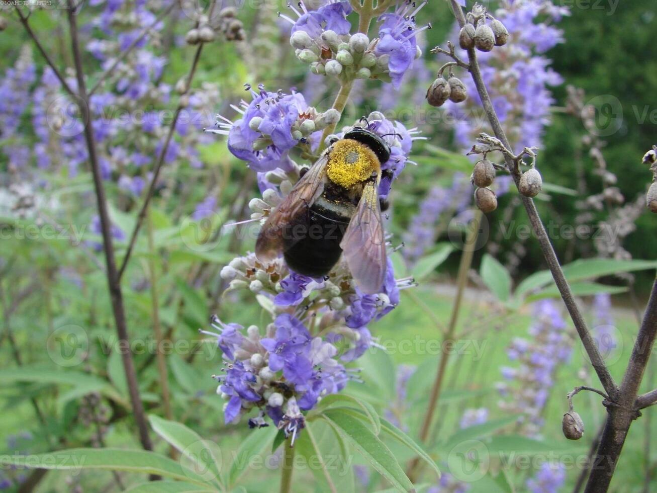 Honey bee, wasp or hornet close view. Insect in the natural habitat designer wallpaper photo